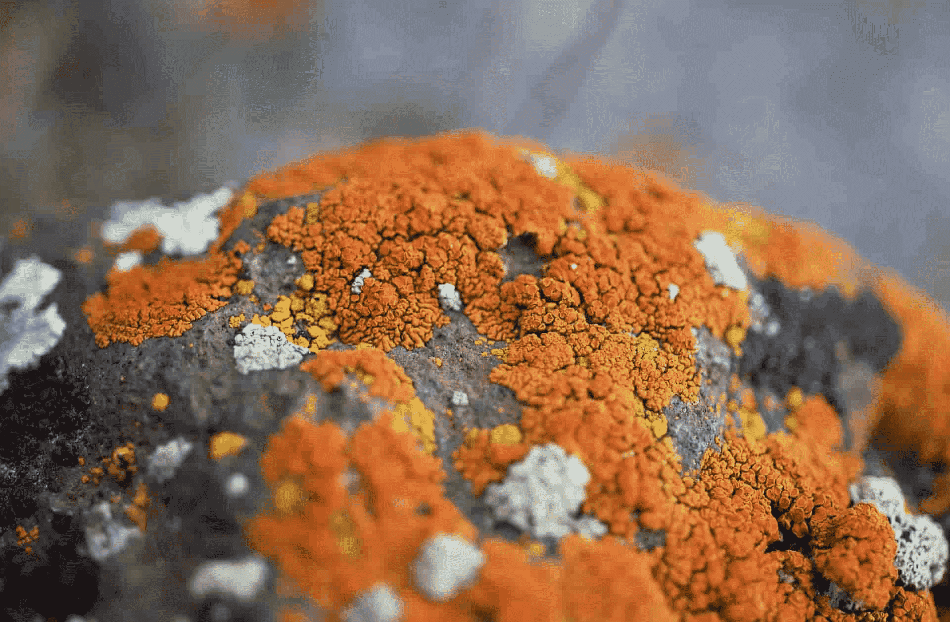Fungal organisms